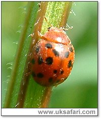 24-Spot Ladybird - Photo  Copyright 2004 Gary Bradley