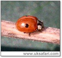 2-Spot Ladybird - Photo  Copyright 2001 Gary Bradley