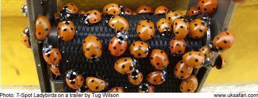 Ladybirds  Copyright 2009 Tug Wilson