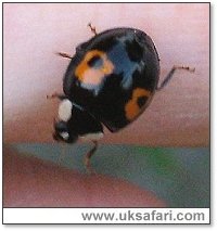 Harlequin Ladybird - Photo  Copyright 2005 M. Akehurst