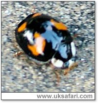 Harlequin Ladybird - Photo  Copyright 2005 M. Akehurst