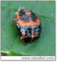 Harlequin Ladybird Pupae - Photo  Copyright 2005 M. Akehurst