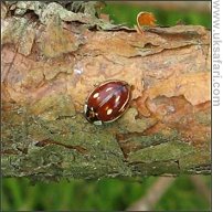 Striped Ladybird - Photo  Copyright 2008 Lyn Maddocks