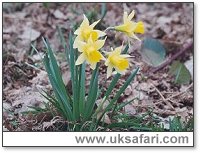 Wild Daffodils - Photo  Copyright 2002 Gary Bradley