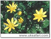 Lesser Celandine - Photo  Copyright 2000 Gary Bradley