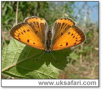 Large Copper Butterfly - Photo  Copyright 2005 Gary Bradley