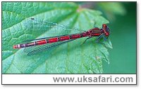 Large Red Damselfly - Photo  Copyright 2002 Gary Bradley