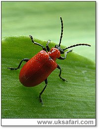 Lily Beetle - Photo  Copyright 2004 Gary Bradley