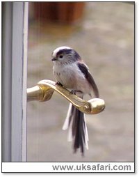 A long-tailed tit checks his reflection - Photo  Copyright 2005 Alex Webborn