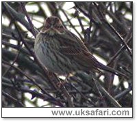 Little Bunting - Photo  Copyright 2006 Steve Botham: s.botham@ntlworld.com