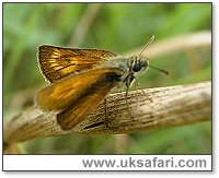 Lulworth Skipper - Photo  2003 Graham Windsor