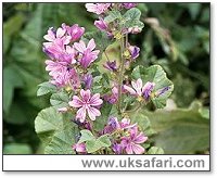 Common Mallow - Photo  Copyright 2000 Gary Bradley