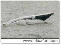 Minke Whale - Photo  Copyright 2002 Lasley Gadsden