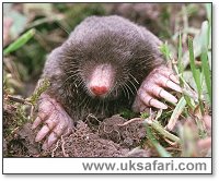 Mole - Photo  Copyright 2004 Gary Bradley