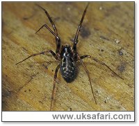 Money Spiders - Lepthyphantes minutus - UK Safari Money Spiders - Lepthyphantes minutus - UK Safari