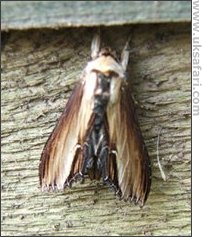 Mullein Moth - Photo  Copyright 2006 Graham Sealey