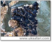 Mussels - Photo  Copyright 2001 Gary Bradley