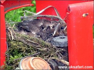 Blackbird Chicks - Photo  Copyright 2005 David Williams