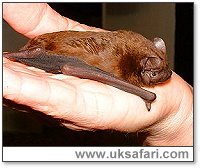 Noctule Bat - Photo  Copyright 2002 Gary Bradley