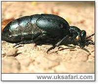 Oil Beetle - Photo  Copyright 2005 Reeko Beer