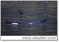 Orcas - Photo  Copyright 2003 W.D.C.S. (www.wdcs.org.uk)