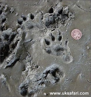 Otter Tracks - Photo  Copyright 2003 Dorset Otter Group