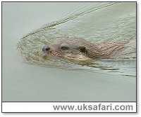 Otter - Photo  Copyright 2003 Gary Bradley
