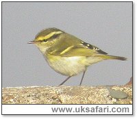 Pallas's Warbler - Photo  Copyright 2004 Gary Vause