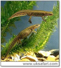 Palmate Newts - Photo  Copyright 2002 Barry Kemp