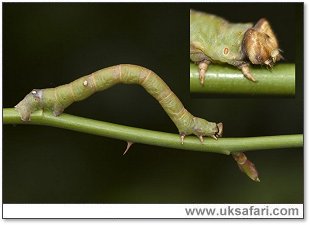 Peppered Moth Larva - Photo  Copyright 2006 Elizabeth Close