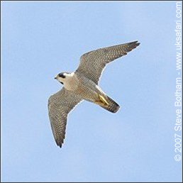 Peregrine Falcon
