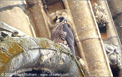 Juvenile Peregrine
