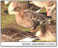 Pink-Footed Goose - Photo  Copyright 2005 Steve Botham