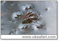 Pond Skaters Mating - Photo  Copyright 2002 Gary Bradley