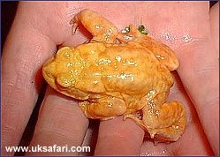 Albino Toad - Photo  Copyright 2002 Roy Gostling