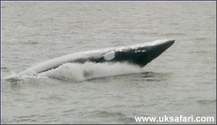 Minke Whale - Photo © Copyright 2002 Leslie Gadsden