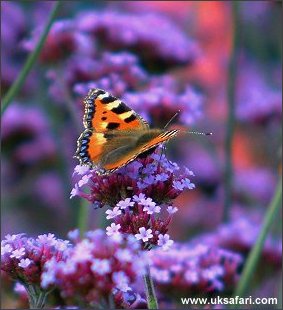 Small Tortoiseshell - Photo  Copyright 2002 Margaret Barton