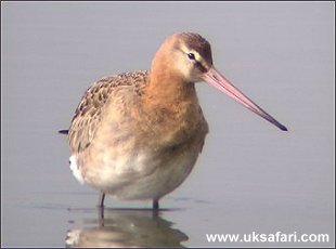 Black-Tailed Godwit - Photo  Copyright 2002 - Richard Ford