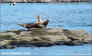 Grey Seal - Photo  Copyright 2003 Chris Edwards