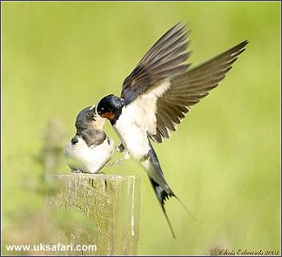 Swallows - Photo  Copyright 2003 Chris Edwards