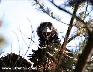 White-Tailed Eagle Chick - Photo  Copyright 2003 Iain Erskine