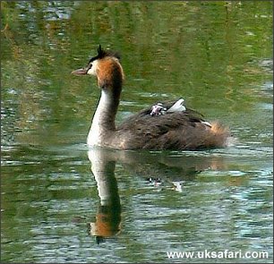 Great Crested Grebe and Chick - Photo  Copyright 2003 Margaret Barton