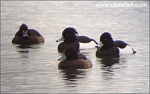 Tufted Ducks - Photo  Copyright 2004 Dean Stables
