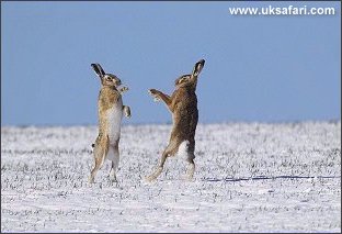 Brown Hares - Photo  Copyright 2004 Andy Darrington