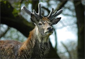 Red Deer - Photo  Copyright 2004 Jim White