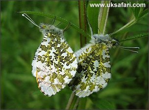 Orange Tips Mating - Photo  Copyright 2004 Dean Stables