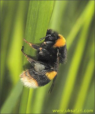 White-Tailed Bumble Bee - Photo  Copyright 2004 Sue North