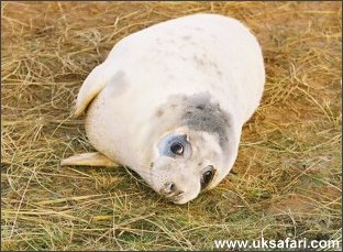 Seal Pup - Photo © Copyright 2004 Lea White-Phillips