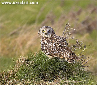 Short-Eared Owl - Photo  Copyright 2005 Barrie Harwood