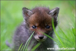 Fox Cub - Photo  Copyright 2005 Ian Stickland